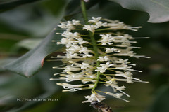 Macadamia ternifolia